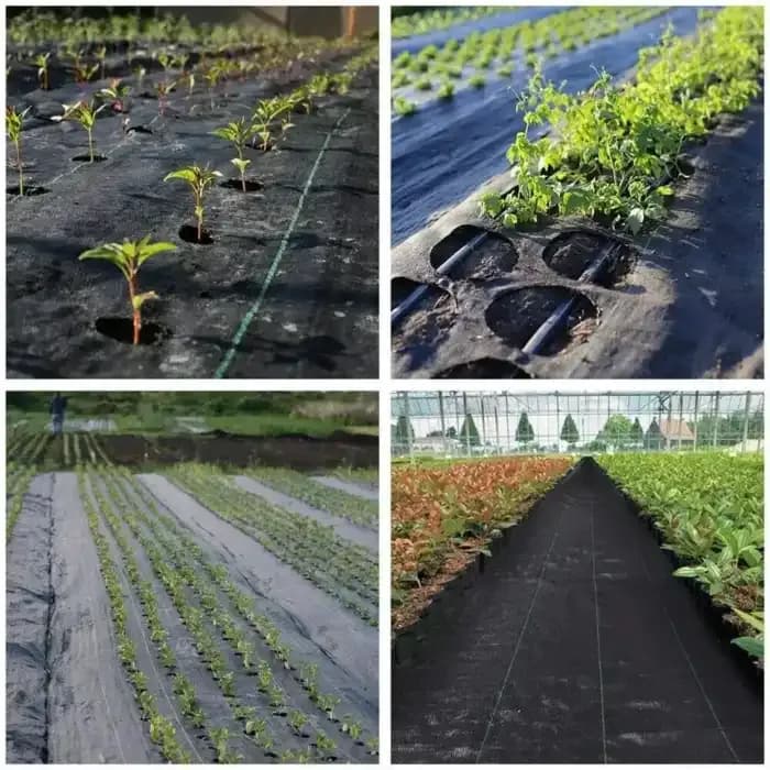 Singhal 90 GSM Garden Weed Control Barrier Sheet Mat, Landscape Fabric, Heavy Duty Weed Block Gardening Mat For Gardens (Black) - Image 12