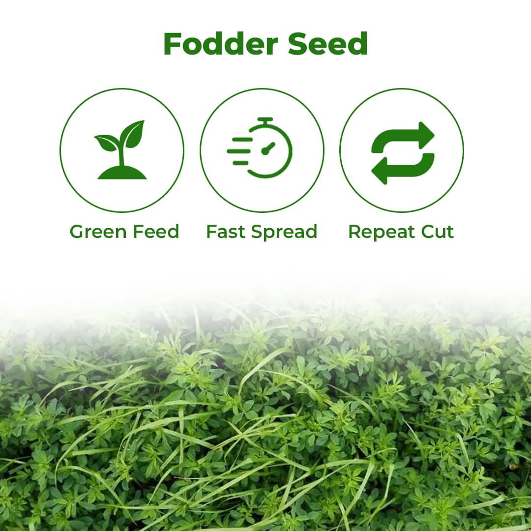 SRI SAI FORESTRY - Alfa Alfa Grass Seeds - Lucerne (Fodder, Soil Erosion Control) - Image 3