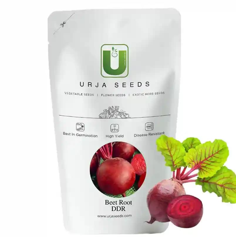 Urja OP Beetroot Detroit Dark Red (DDR) Seeds Imported, Bright Green Leaves with Red Veins - Image 1
