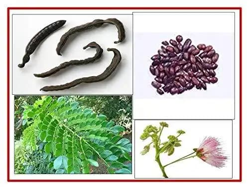 RK Seeds- Samanea Saman seed Rain Tree Seeds,Avenue tree seeds Samanea Saman Seeds, , SHADE tree seeds , Best for planting in Road Avenue , Garden