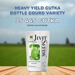Jivit Hybrid F1 JS 445 Gutka Type Bottle Gourd Seeds, Straight Cylindrical Shape with Light Green Color 2