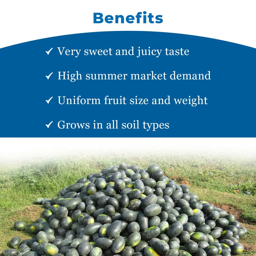 Sagar King Plus Watermelon (Tarbuj) Seeds - Image 4
