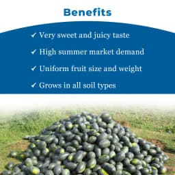 Sagar King Plus F1 Hybrid Watermelon Seeds, Oval Shape, Ice Box Segment, For All Seasons 4