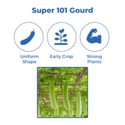 Iris Super-101 F1 Hybrid Bottle Gourd Seeds, High Yield, Cylindrical Shape And Vigorous Growth 3
