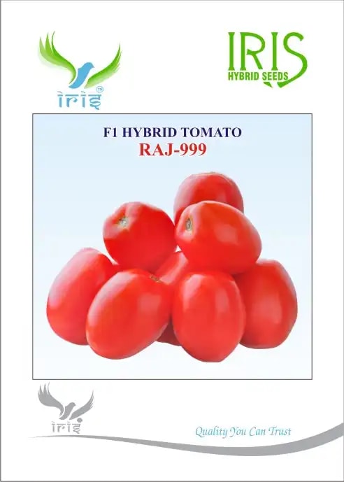 Iris Raj-999 Tomato Seeds - (Tamatar Seeds) Semi-Determinate Plant and Oval Shape