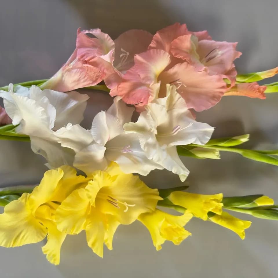 VR Gladiolus Flower Bulbs, Mixed Colours, Sword Lily, Suitable For Gardens, Pots And Cut Flower (20 Bulbs) - Image 5