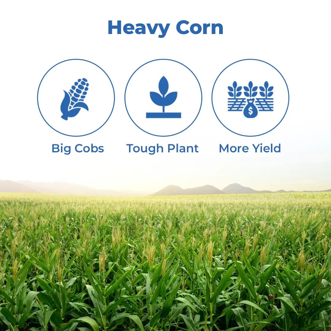 Bayer Dekalb Corn DKC 9108 Plus Seeds, High Yielding Spring Hybrid, Corn Seeds - Image 3