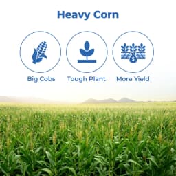Bayer Dekalb Corn DKC 9108 Plus Seeds, High Yielding Spring Hybrid, Corn Seeds 3