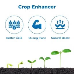 BACF Bustex Potash 2500 Plant Derived Potash (K20 25%), Increases Branching, Flowering and Fruits 3
