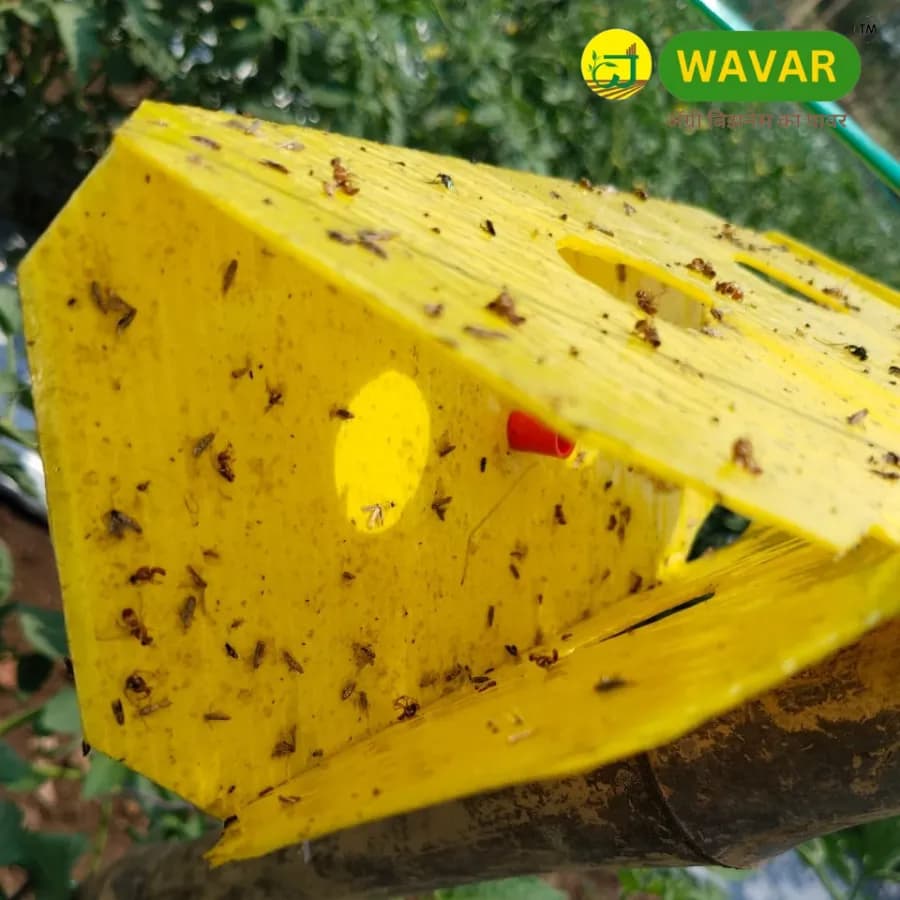 WAVAR Delta Trap with Plutella Xylostella Lure, Effective For Diamondback Moth Pest Control - Image 4