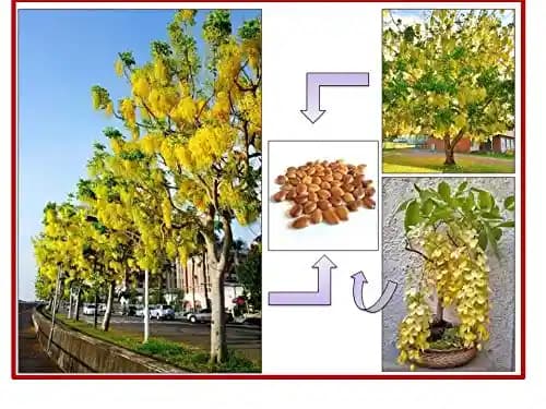 RK Seeds - Cassia Fistula Seeds, Cassia Seeds, Sarakkontrai, Golden Shower Tree, Cassia Fistula, Pudding Pipe Tree, Indian Laburnum Seeds