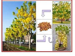 RK Seeds - Cassia Fistula Seeds, Cassia Seeds, Sarakkontrai, Golden Shower Tree, Cassia Fistula, Pudding Pipe Tree, Indian Laburnum Seeds 1