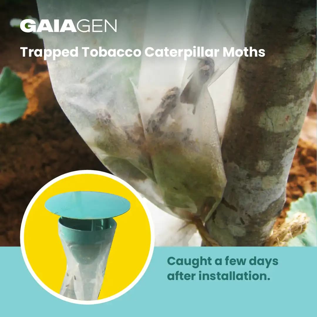 Gaiagen Tobacco Caterpillar (Spodoptera Litura) Pheromone Lure And Insect Funnel Traps, IMO Certified. - Image 7