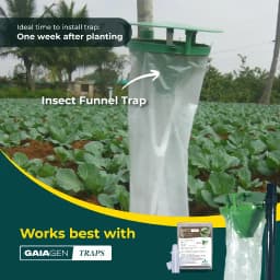 Gaiagen Tobacco Caterpillar (Spodoptera Litura) Pheromone Lure And Insect Funnel Traps, IMO Certified. 4