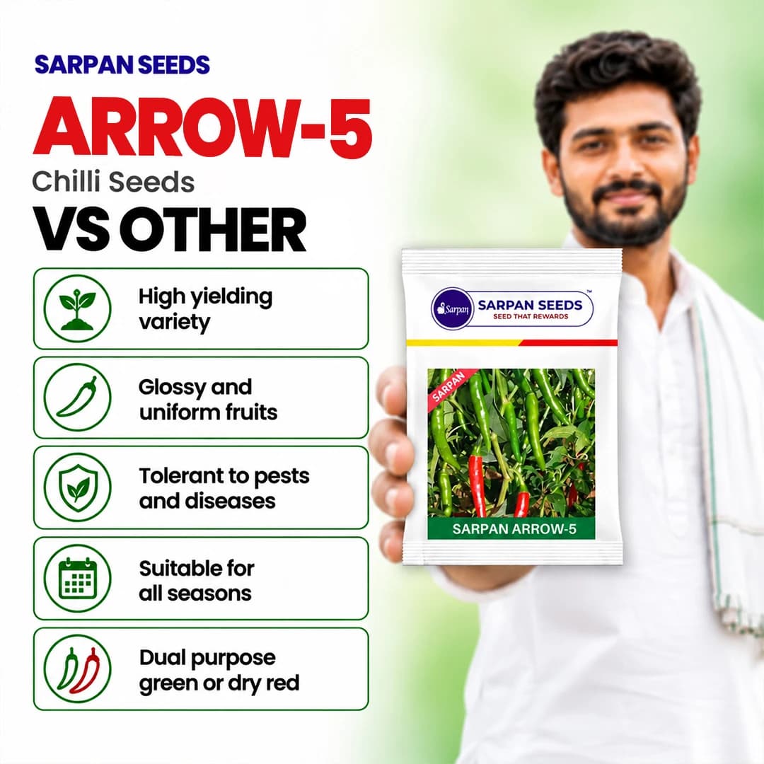 Sarpan Arrow-5, F1 Hybrid Chilli Seeds, Glossy Dark Green Color, All Season Variety - Image 2