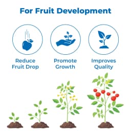 Bayer Planofix - Alpha Naphthyl Acetic Acid 4.5 SL (4.5% ww) Increase and Improving the Quality and Yield Of Fruits, Reduces Pre-Harvest Berry Drop 3