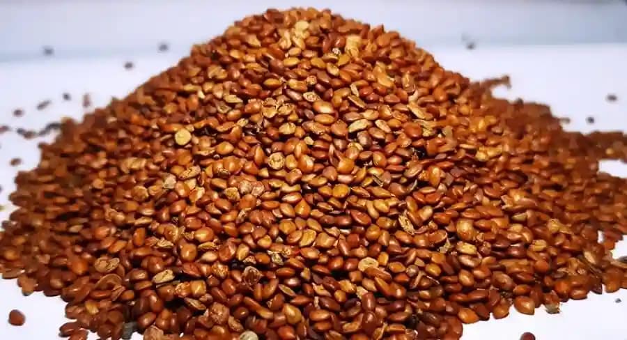 S.K. International Hedge Lucerne Seeds - Image 2