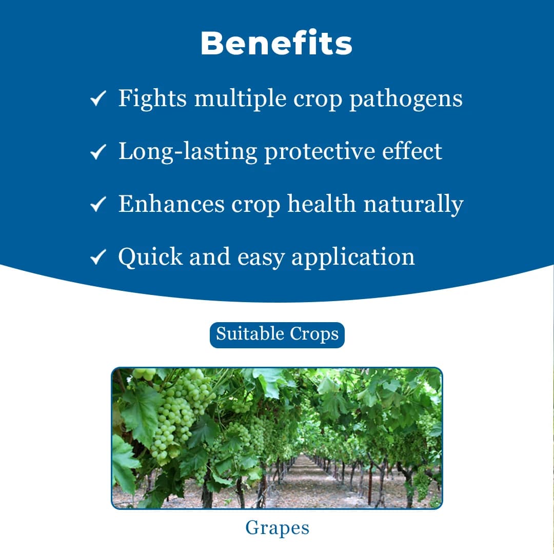 UPL Cuprofix Copper Sulphate 47.15% + Mancozeb 30% WDG, Fungicide For Grapes - Image 4