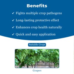 UPL Cuprofix Copper Sulphate 47.15% + Mancozeb 30% WDG, Fungicide For Grapes 4