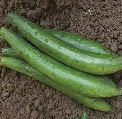 Jivit F1 Hybrid Sponge Gourd Raiyna Light Green, Gilki Ke Beej, Ghiya ke Beej. - Image 4