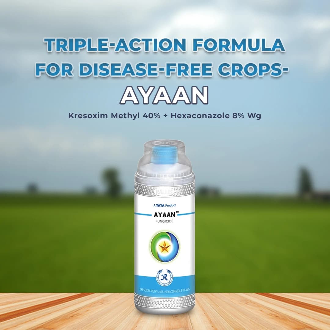 Tata Rallis Ayaan Kresoxim Methyl 40% + Hexaconazole 8% Wg, Use For Gardening Plants And Field Crops - Image 2