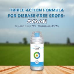 Tata Rallis Ayaan Kresoxim Methyl 40% + Hexaconazole 8% Wg, Use For Gardening Plants And Field Crops 2