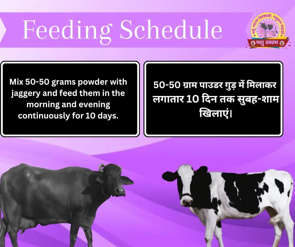 PASHU SVASTH FRS GOLD POWDER, Natural Phosphorus Supplement For Cow And Buffalo - Image 3