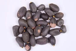 RK Seeds - Sterculia Foetida Seeds Ornamental Flower Seeds - Java Olive, Peon, Poon Tree, Sterculia Nut, Bastard Poon Tree,Sterculia foetida planting 2
