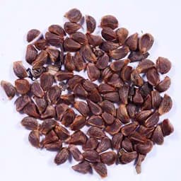 RK Seeds- Thespesia populnea, Pacific rosewood seeds - Shisham tree seeds (Thespesia populnea seeds),Pacific rosewood seeds 3