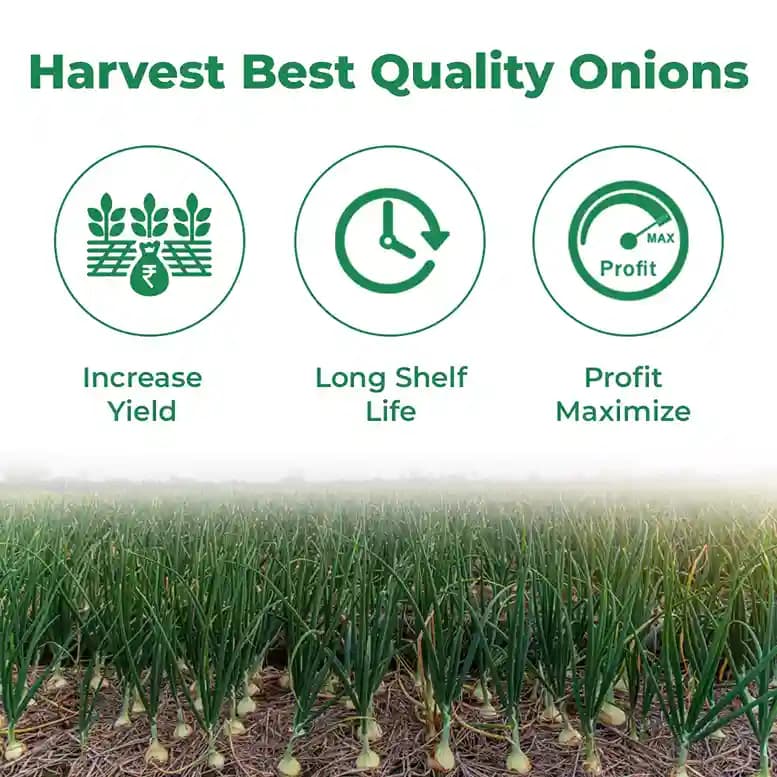 Gentex Nasik Red (N-53) Onion Seeds, Pyaaj Ke Beej, Kanda Na Bee, High-Yielding Variety And Good Germination - Image 3