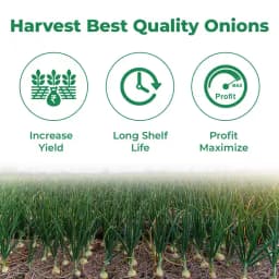 जेंटेक्स नासिक रेड (एन-53) प्याज के बीज, कांदा नां बीज, उच्च उपज देने वाली किस्म और अच्छी अंकुरण दर। 3