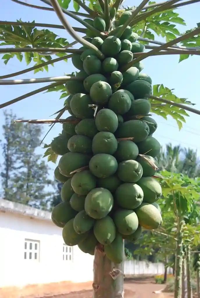 SARPAN Hybrid Papaya Solo-109 Seeds, Small fruits with Uniform size.