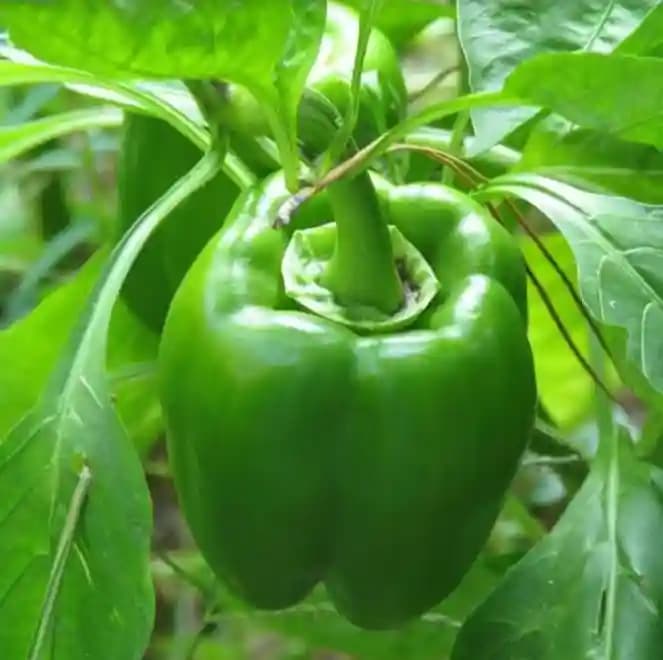 Jivit Hybrid F1 Capsicum Jivit Plus Seeds, Medium Tall Compact Plants, Dark Green and Glossy Fruits - Image 3