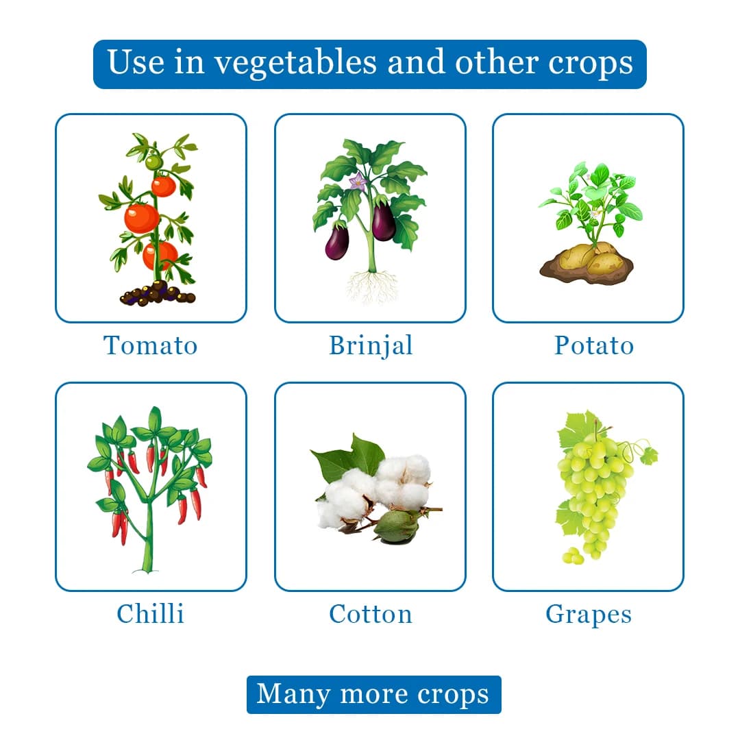 BACF Azon Azoxystrobin 11% + Tebuconazole 18.3% SC Systemic and Contact Fungicides - Image 4