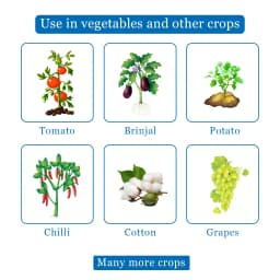 BACF Azon Azoxystrobin 11% + Tebuconazole 18.3% SC Systemic and Contact Fungicides 4