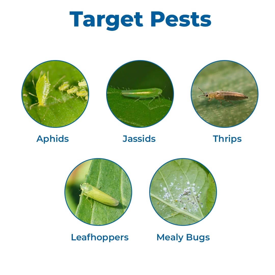 FMC Rogor - Dimethoate 30% EC, Effective Against Aphids, Thrips, Mites And White Flies - Image 3