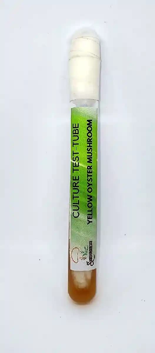 Shroomness Yellow Oyster Mushroom Culture In Test-Tube, Ideal For Spawn Production. - Image 2