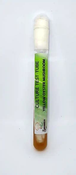 Shroomness Yellow Oyster Mushroom Culture In Test-Tube, Ideal For Spawn Production. 2