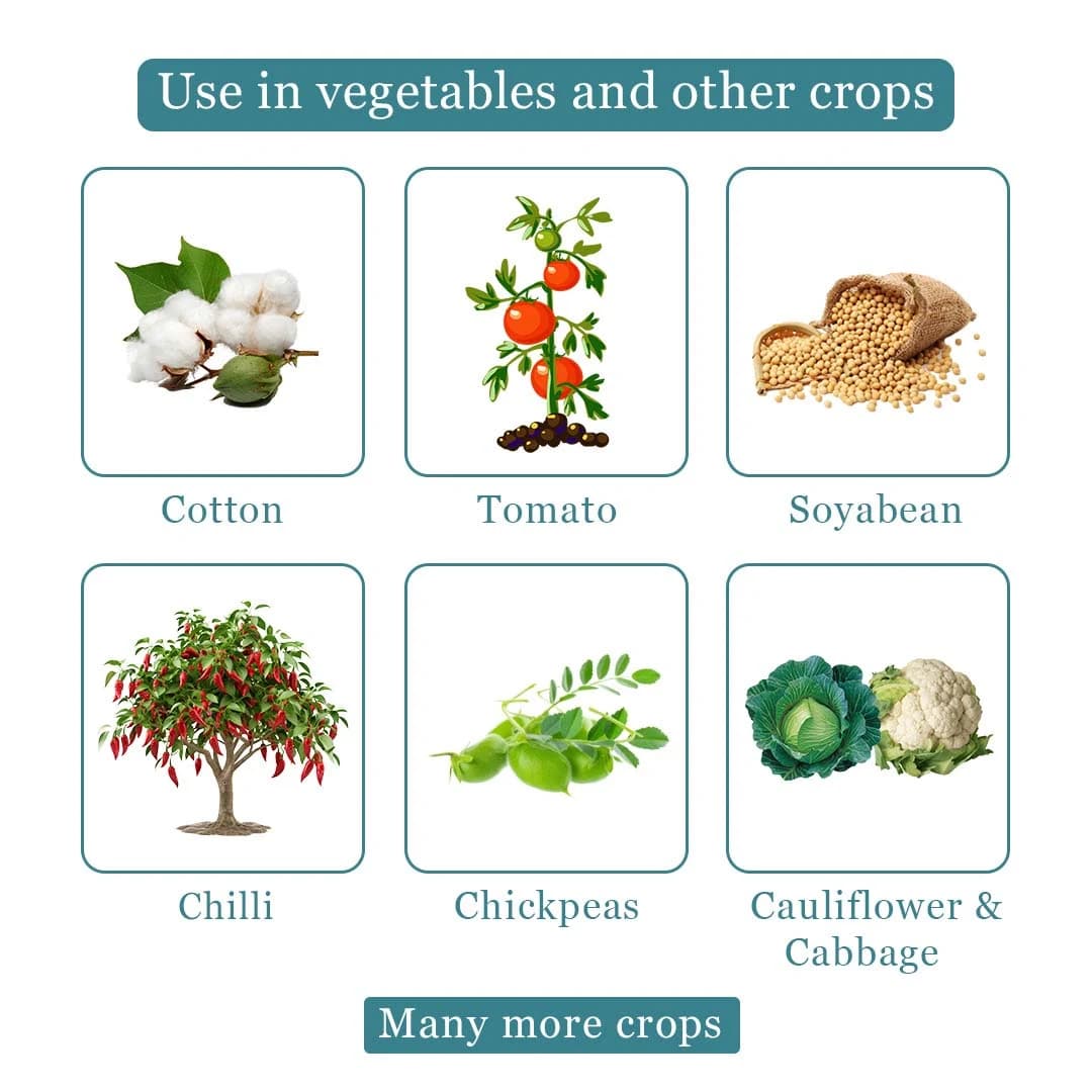 ईमाज़ेक - इमामेक्टिन बेंजोएट 1.9% ईसी, व्यापक रूप से लेपिडोप्टेरा कीटों को नियंत्रित करने में उपयोग किया जाता है. - Image 4