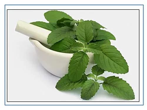 RK Seeds - Tulsi Plant Seeds, Religious Tulsi Seeds , Ocimum Sanctum Seeds, Natural Tulsi Holy Indian Tulsi Plant Seeds, Indian Tulsi Basil Seeds