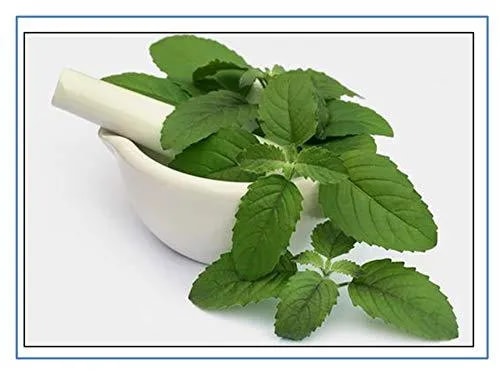 आरके सीड्स - तुलसी पौधे के बीज, धार्मिक तुलसी के बीज, ओसिमम सैंक्टम बीज, प्राकृतिक तुलसी पवित्र भारतीय तुलसी पौधा बीज, भारतीय तुलसी के बीज