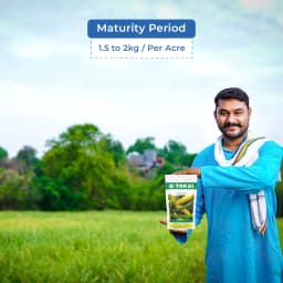 Tokai F1 Hybrid Zucchini Yellow Marvel, Bright Golden Color Variety, Excellent Flavour 5