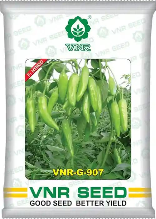 VNR G-907 F1 Hybrid Chilli Seeds, Light Green Achari Type Variety, Medium Pungency - Image 2