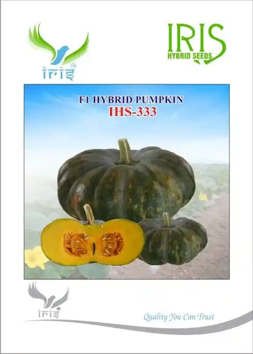Iris Hybrid Vegetable Seeds F1 Hybrid Pumpkin IHS-333 Good for Vigorous Plant - Image 1