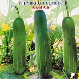 Iris Akbar F1 Hybrid Cucumber Seeds, Dark Green, High Yield And Long Shelf Life 2