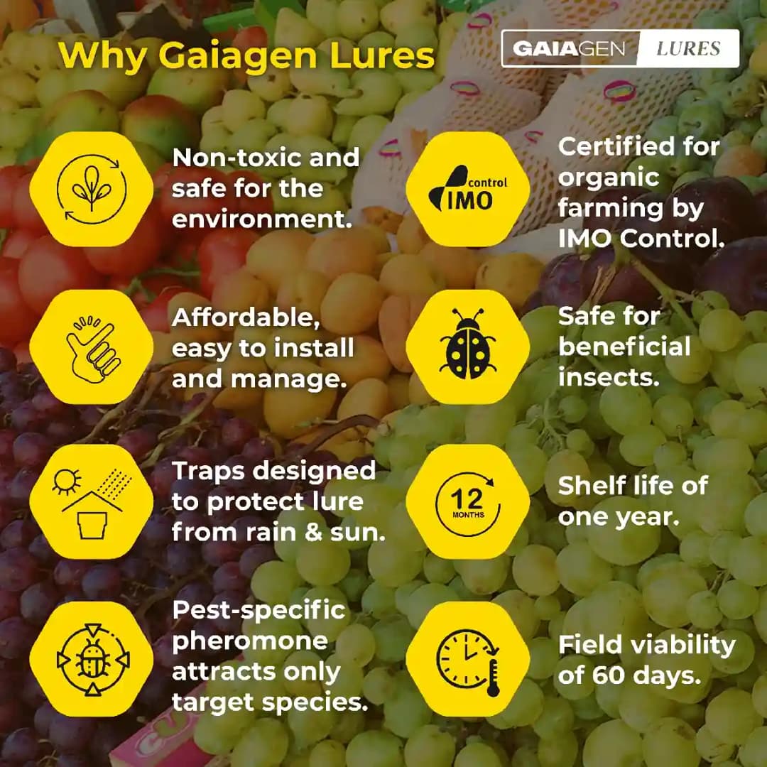 Gaiagen Pheromone Fruit Fly Lure (Bactrocera dorsalis) And Insect Fly Trap, IMO Certified - Image 5