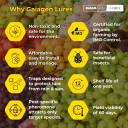 Gaiagen Pheromone Fruit Fly Lure (Bactrocera dorsalis) And Insect Fly Trap, IMO Certified 5