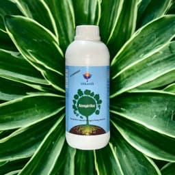 Utkarsh Azospiriloz (Azospirillium Based Bio Fertilizer For Nitrogen Fixing) It Enhances Soil Health by Promoting Beneficial Microbial Activity 2