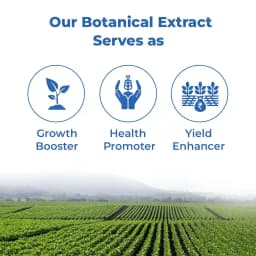 Chilli Virus Special For Pre-Treatment (Set of Alpha 250 ML + Nio Star 100 ML + Hubel 900 GM) Best Effect On Chilli Virus 4