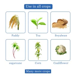 वैलिप्रो - वैलिडामाइसिन 3% एल तरल फफूँदनाशक, सभी फसलों के लिए सर्वोत्तम, चावल के म्यान ब्लाइट रोग को बहुत प्रभावी ढंग से नियंत्रित करता है. 4